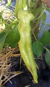 Afbeeldingsresultaat voor aconcagua sweet pepper