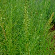 Image result for Artemisia dracunculus