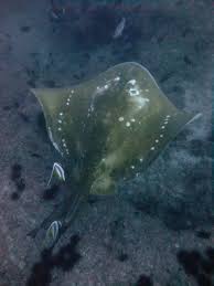 Image result for Megatrygon microps