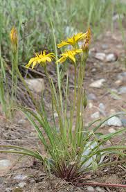 Attēlu rezultāti vaicājumam “Scorzonera humilis bud”