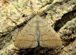 Attēlu rezultāti vaicājumam “Zanclognatha tarsipennalis”