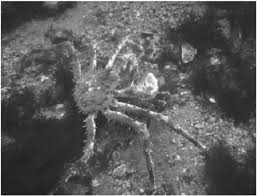 Image result for Lithodes maja