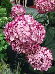 Attēlu rezultāti vaicājumam “Hydrangea arborescens subsp. discolor”