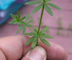 Attēlu rezultāti vaicājumam “Galium elongatum leaf”