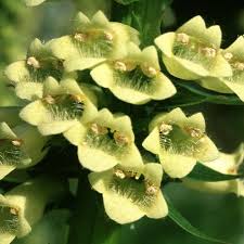Image result for Digitalis lutea