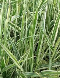 Attēlu rezultāti vaicājumam “Glyceria maxima fruit”