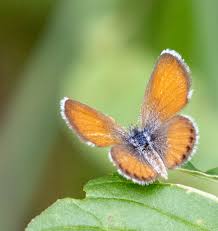 Attēlu rezultāti vaicājumam “Breidleria pratensis”