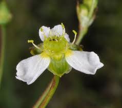 Attēlu rezultāti vaicājumam “Alismataceae”