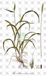 Attēlu rezultāti vaicājumam “Hordelymus europaeus fruit”