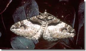 Attēlu rezultāti vaicājumam “Pareulype berberata”