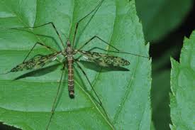 Attēlu rezultāti vaicājumam “Epiphragma ocellare”