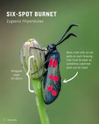 Attēlu rezultāti vaicājumam “Zygaena sp.”