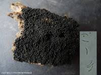 Attēlu rezultāti vaicājumam “Ruzenia spermoides”