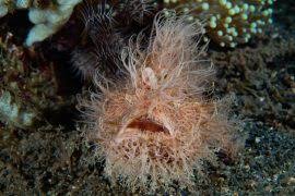 Image result for Leucoraja ocellata