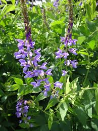 Attēlu rezultāti vaicājumam “Galega orientalis leaf”