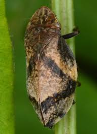 Attēlu rezultāti vaicājumam “Lepyronia coleoptrata”