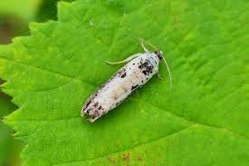 Attēlu rezultāti vaicājumam “Hedya salicella”