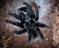 Znalezione obrazy dla zapytania Grammostola grossa