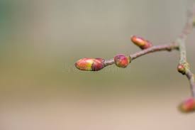 Attēlu rezultāti vaicājumam “Tilia cordata bud”