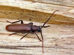 Attēlu rezultāti vaicājumam “Criocephalus rusticus”