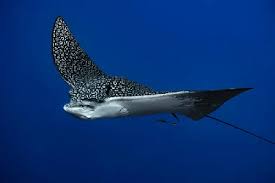 Image result for Aetobatus narinari