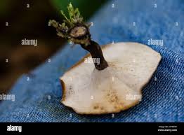 Attēlu rezultāti vaicājumam “Polyporus melanopus”