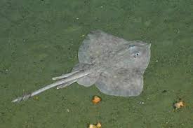 Image result for Bathyraja brachyurops