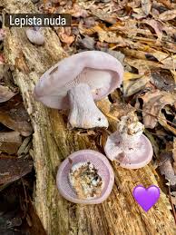 Attēlu rezultāti vaicājumam “Lepista nuda”