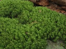 Attēlu rezultāti vaicājumam “Paraleucobryum longifolium”