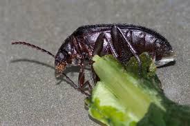 Attēlu rezultāti vaicājumam “Prionychus ater”