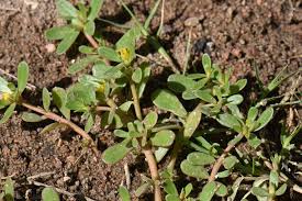 Attēlu rezultāti vaicājumam “Portulaca oleracea leaf”