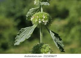 Image result for Marrubium vulgare