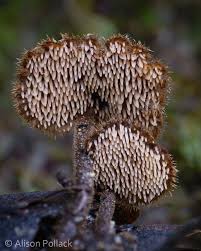 Attēlu rezultāti vaicājumam “Physarum auriscalpium young”