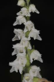 Attēlu rezultāti vaicājumam “Goodyera repens leaf”