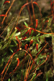 Attēlu rezultāti vaicājumam “Callicladium haldanianum”