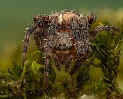 Attēlu rezultāti vaicājumam “Araneus diadematus juvenile”