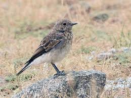 Image result for Oenanthe pleschanka