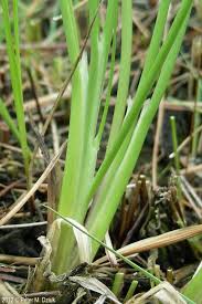 Attēlu rezultāti vaicājumam “Triglochin maritimum flower”