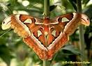 Atlas Moth Childrens Butterfly Website
