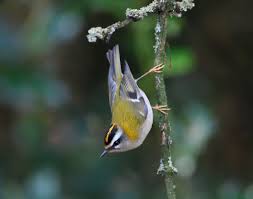 Image result for England Staffordshire Birding Club