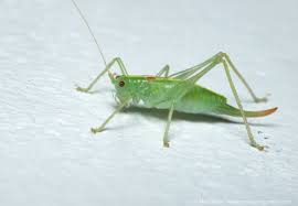 Attēlu rezultāti vaicājumam “Entomophaga grylli”