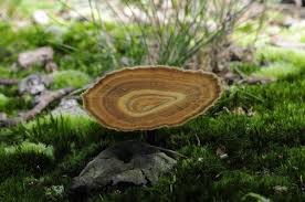 Attēlu rezultāti vaicājumam “Coltricia perennis”