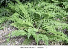 Attēlu rezultāti vaicājumam “Polystichum aculeatum”