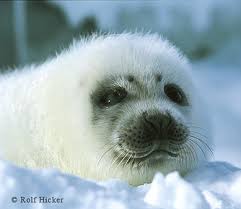 Image result for Pagophilus groenlandicus