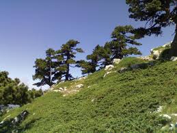 Attēlu rezultāti vaicājumam “Dicranella crispa”