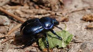 Attēlu rezultāti vaicājumam “Geotrupes”