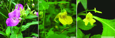 Attēlu rezultāti vaicājumam “Impatiens glandulifera flower”