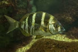 Image result for Diplodus cervinus