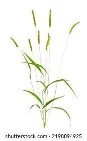 Attēlu rezultāti vaicājumam “Setaria viridis leaf”