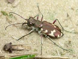 Attēlu rezultāti vaicājumam “Cicindela hybrida”
